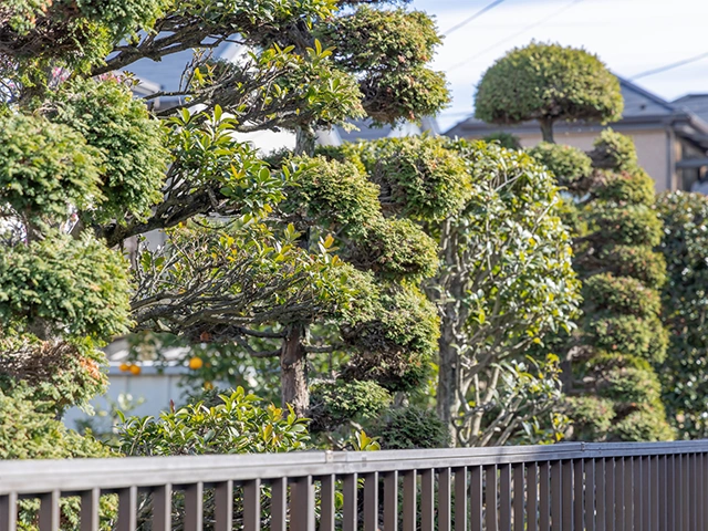 プチ解体工事庭木